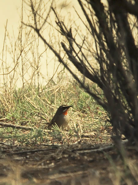 Rubiinisatakieli, Siberian Rubythroat, Luscinia calliope